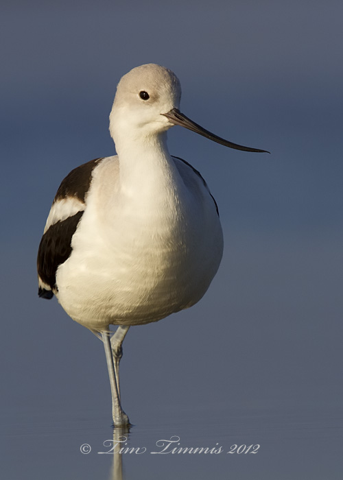 Bolivar Flats_88912012012-2