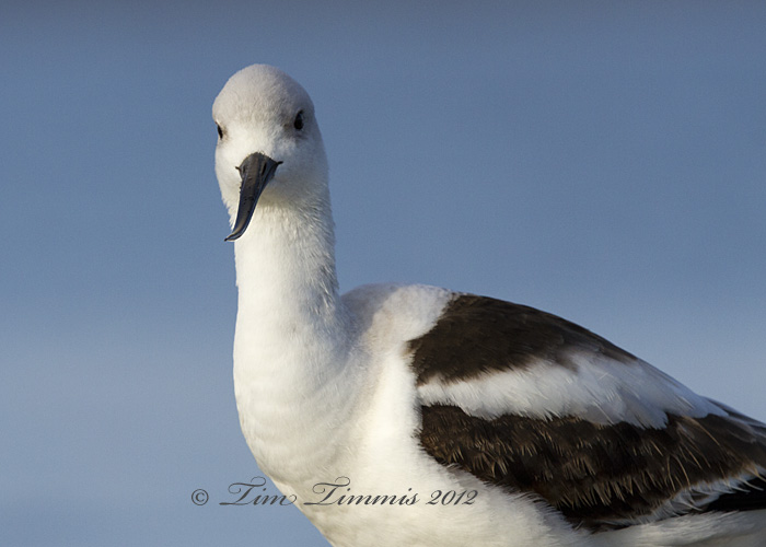 Bolivar Flats_94812012012-2