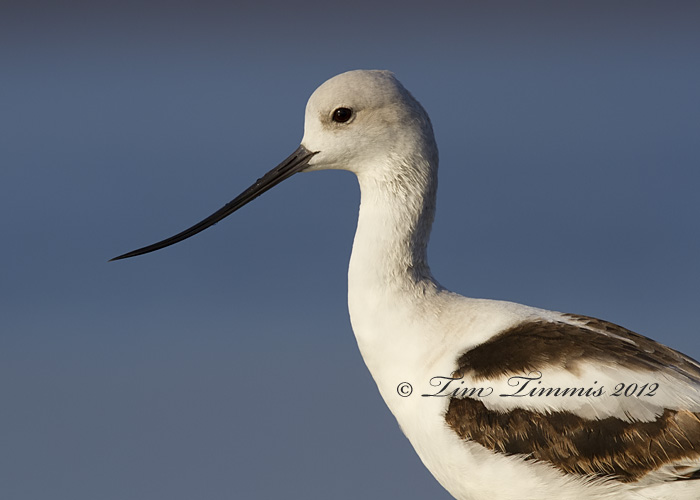 Bolivar Flats_97012012012-2