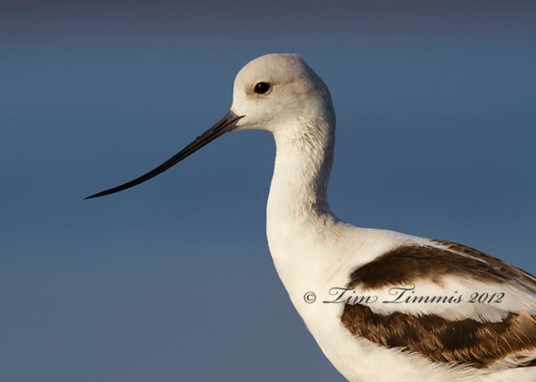 Bolivar Flats_97012012012-2