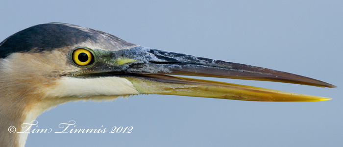 Brazoria NWR_27511212012-2