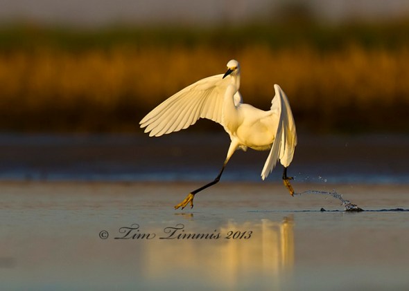 Bolivar Flats_38302032013-2