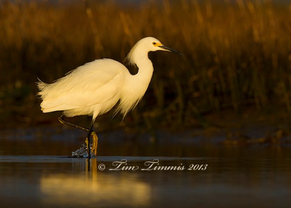 Bolivar Flats_45102032013-2