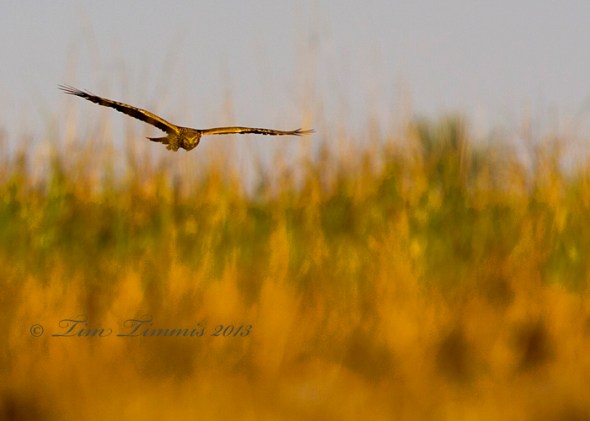 Bolivar Flats_60702032013-2