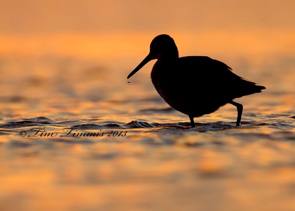 Bolivar Flats_71702032013-2