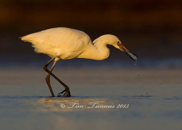 Bolivar Flats_32202032013-2