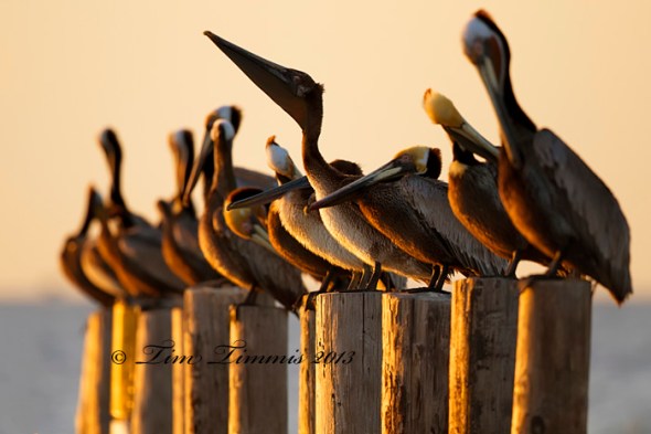 Bolivar Flats_00804122013-2