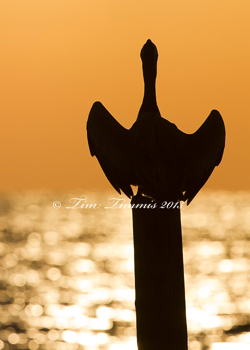 Bolivar Flats_02004122013-3