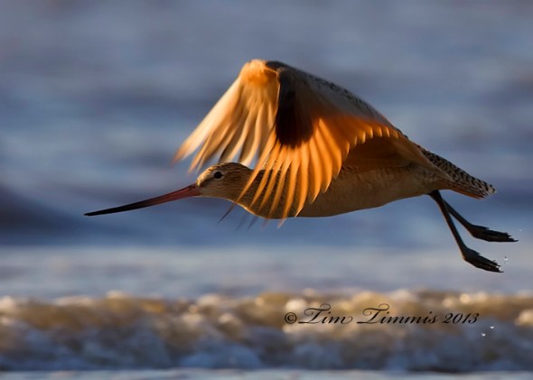 Bolivar Flats_15704122013-2