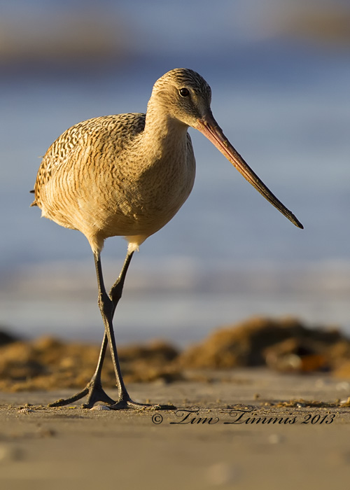 Bolivar Flats_24704122013-2