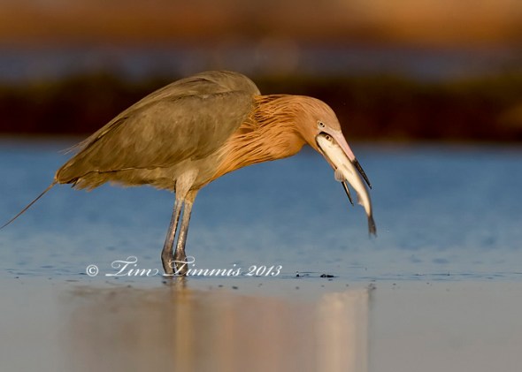 Bolivar Flats_47604202013-2