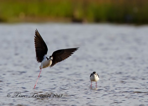 Galveston_04504132013-2