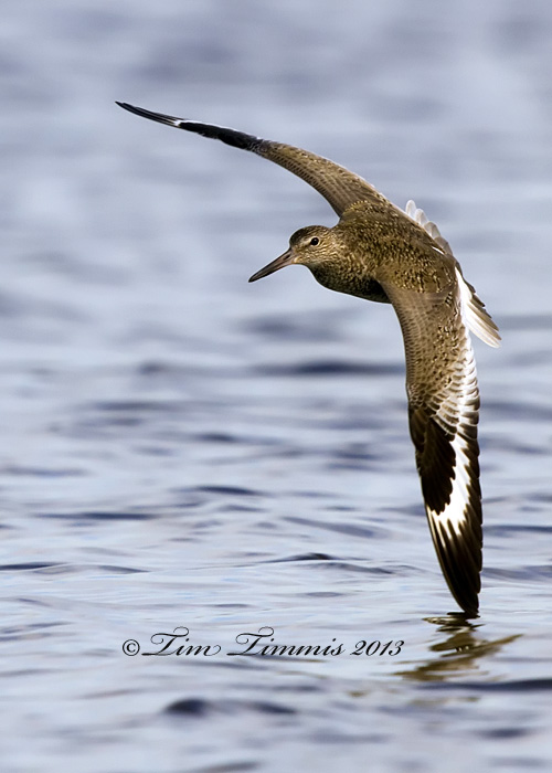 Galveston_06104132013-2