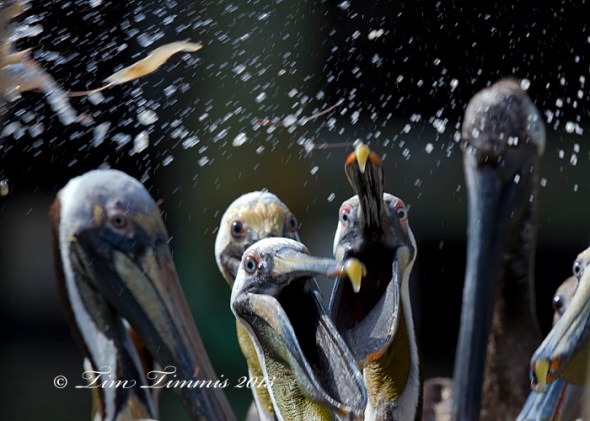 Galveston_17704132013-2