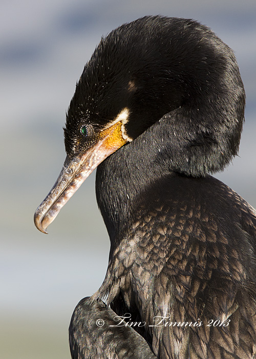 Galveston_25204132013-2