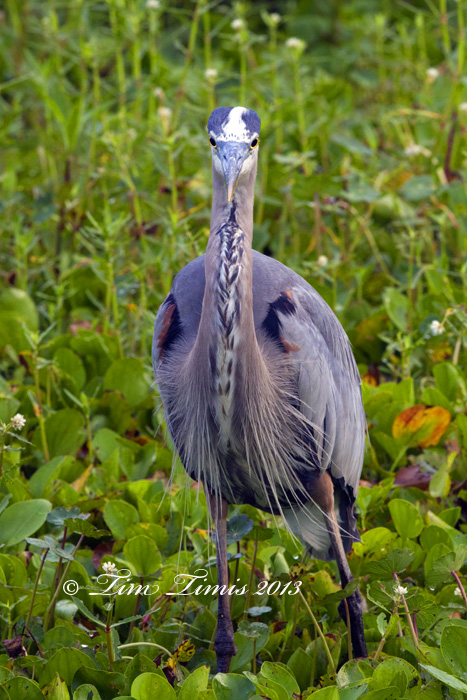 Brazos Bend_01805262013-2