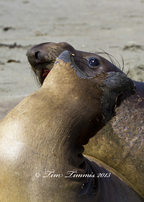 California Trip_09204272013-2