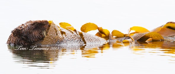 California Trip_16504292013-2