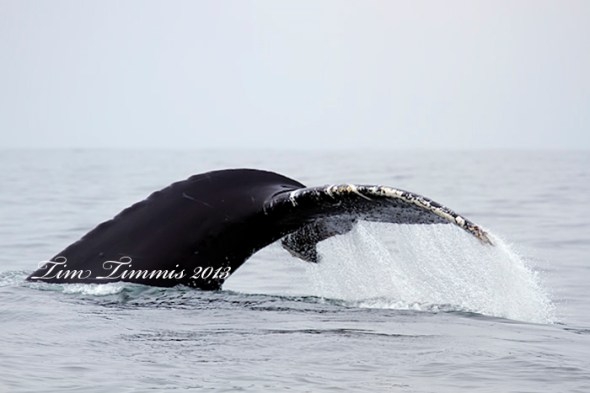 California Trip_18604282013-2