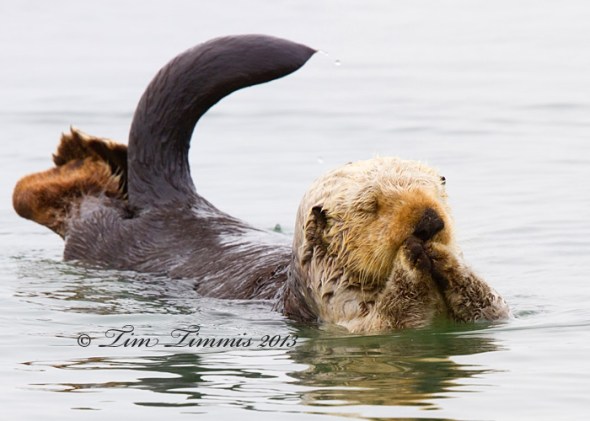 California Trip_26504292013-2