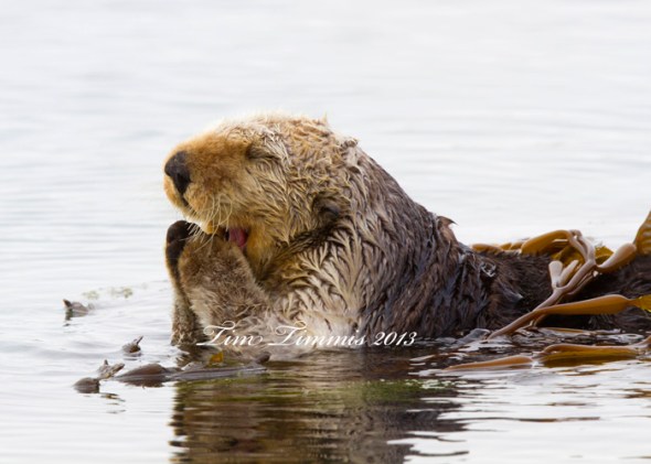 California Trip_33904292013-2