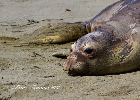 California Trip_66704272013-2