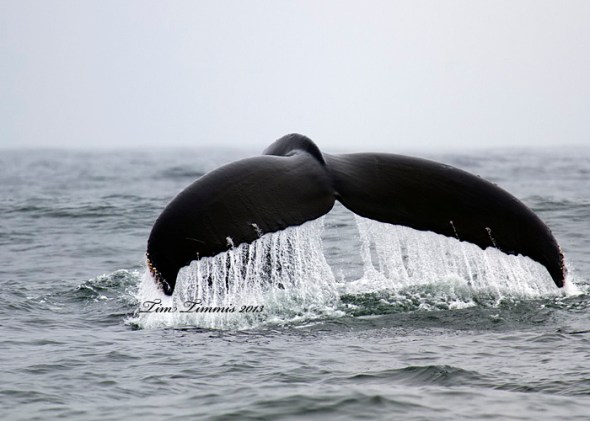 California Trip_93504282013-2