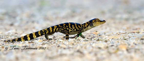 Brazos Bend_33305262013-2