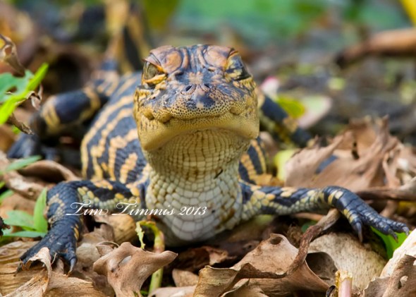 Brazos Bend_68105262013-2