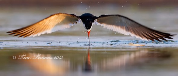 Bryan Beach_25407042013-2