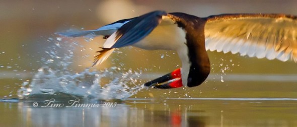 Bryan Beach_25507052013-2