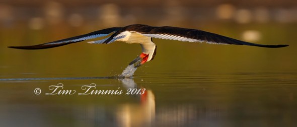 Bryan Beach_32007052013-2