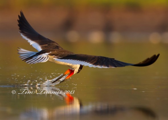 Bryan Beach_33007052013-2