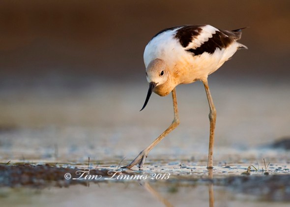 Bryan Beach_42407132013-2