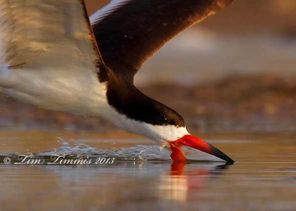 Bryan Beach_54407042013-2