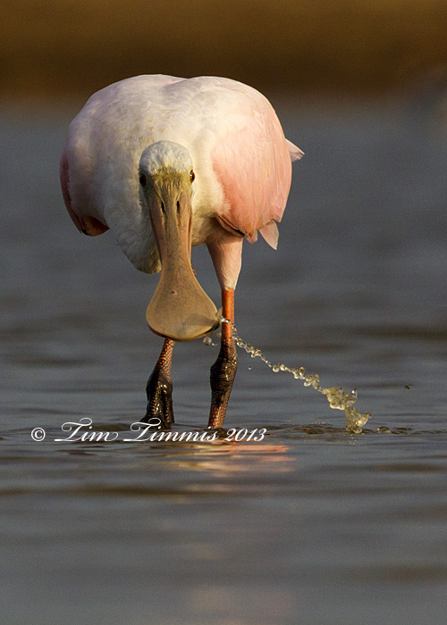 Bryan Beach_59607122013-2