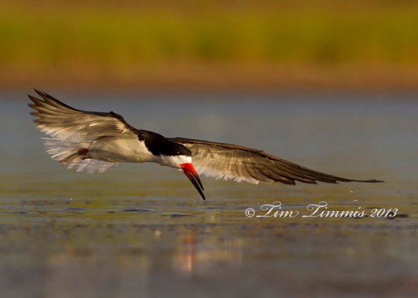 Bryan Beach_82506302013-2