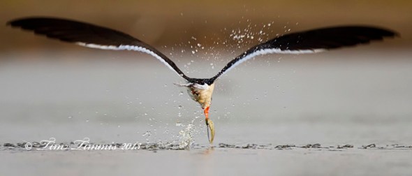 Bryan Beach_05007122013-2