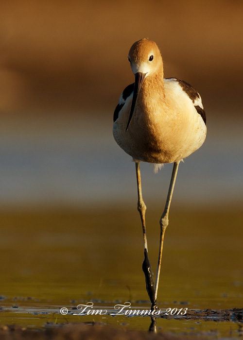 Bryan Beach_12307132013-2