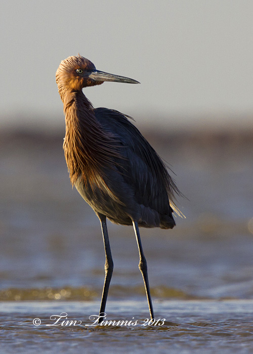 Bolivar Flats_75410202013-2