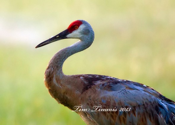 Indiana Trip_00409262013-4a