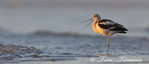 Bolivar Flats_11211162013-4