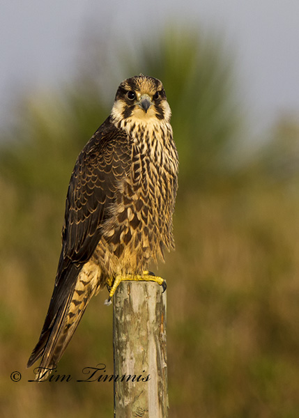 Bolivar Flats 050512172013-2