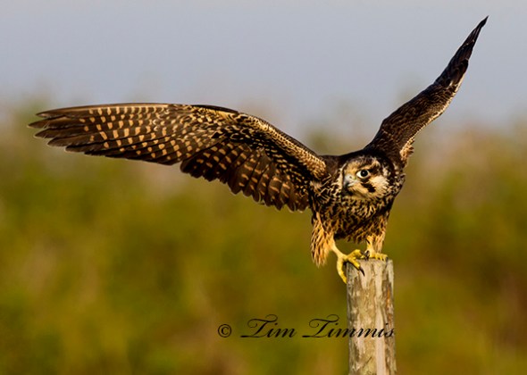 Bolivar Flats 055012172013-2