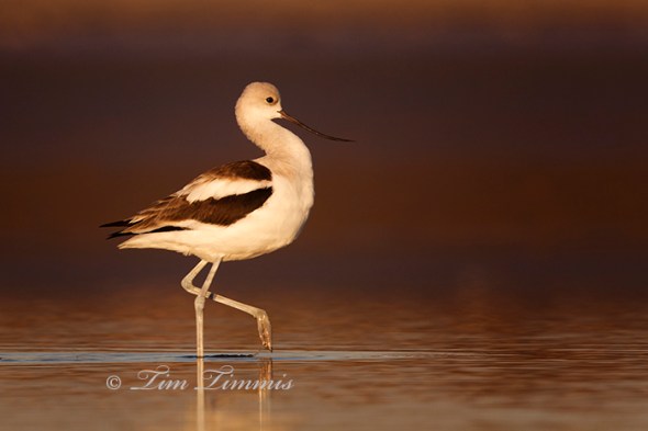 Bolivar Flats065612152013-3