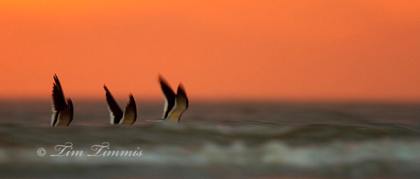 Bolivar Flats_00111162013-3