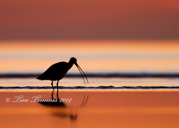 0021Bolivar Flats 12282013-2