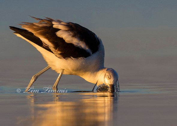 Bolivar Flats 024912172013-2