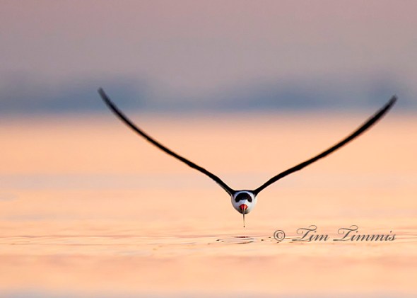 0153Bolivar Flats 12282013-2