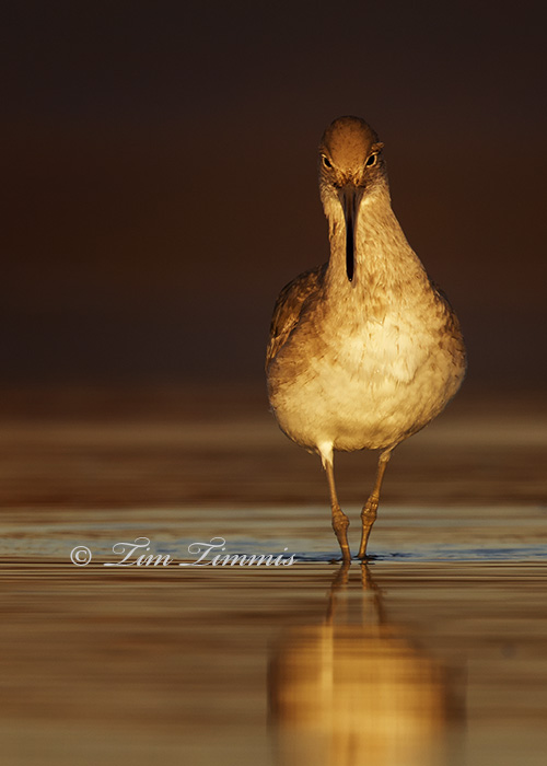 Bolivar Flats051112152013A-22